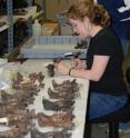 This shows Larisa DeSantis scheming <b>dental</b> molds of saber-tooth cat <b>teeth</b> during a La Brea Tar Pits in <b>Los Angeles</b>. This shows Larisa DeSantis scheming <b>dental</b> molds of saber-tooth cat <b>teeth</b> during a La Brea Tar Pits in <b>Los Angeles</b>.
