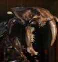 This is a skeleton of a saber-toothed cat exhibited during a Page Museum during a La Brea Tar Pits in Los Angeles. This is a skeleton of a saber-toothed cat exhibited during a Page Museum during a La Brea Tar Pits in Los Angeles.